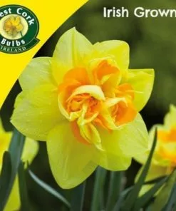 Future Forests Bulbs Daffodil Apotheose