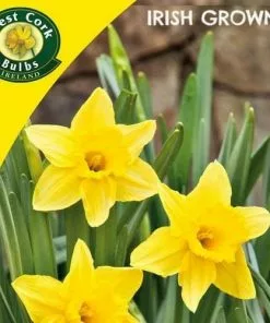 Future Forests Bulbs Daffodil Tamara