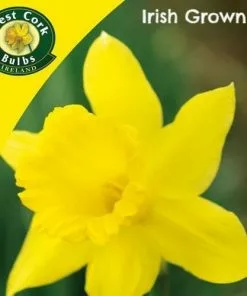 Future Forests Bulbs Daffodil Golden Harvest