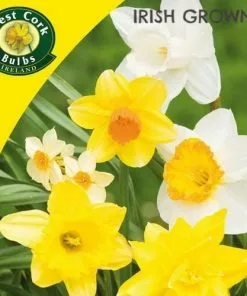 Future Forests Bulbs Daffodil - Mixed Varieties