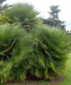 Future Forests Chamaerops Humilis Shrubs 9 Future Forests Chamaerops Humilis Shrubs