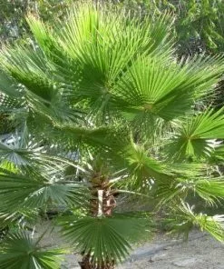 Future Forests Washingtonia Robusta Trees