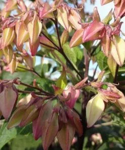 Future Forests Clerodendrum Trichotomum