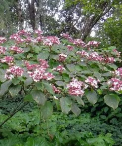 Future Forests Clerodendrum Trichotomum