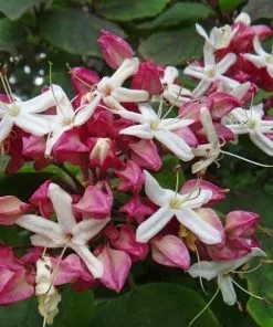 Future Forests Clerodendrum Trichotomum