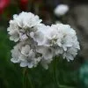 Future Forests Armeria Maritima Alba Coastal Perennials