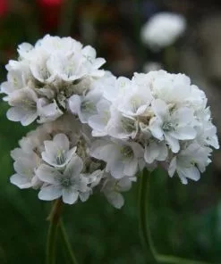 Future Forests Armeria Maritima Alba Coastal Perennials