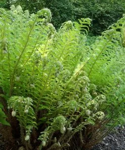 Future Forests Polystichum Braunii More