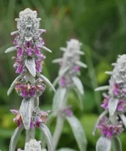 Future Forests More Stachys Byzantina
