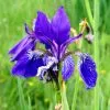 Future Forests Iris Sibirica Blue King - Siberian Flag Iris More 1 Future Forests Iris Sibirica Blue King - Siberian Flag Iris More