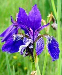 Future Forests Iris Sibirica Blue King - Siberian Flag Iris More