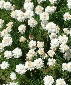 Future Forests Armeria Maritima Alba Coastal Perennials