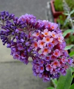 Future Forests Shrubs Buddleja X Weyeriana Bicolor/Flower Power