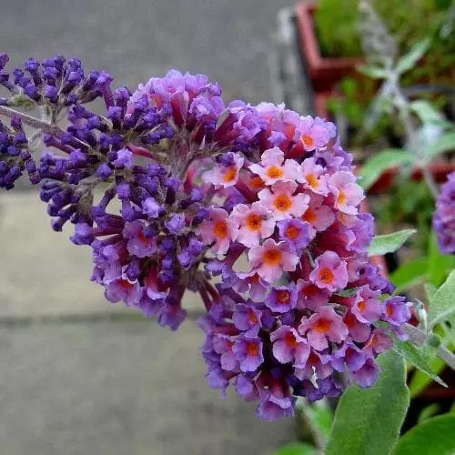 Future Forests Shrubs Buddleja X Weyeriana Bicolor/Flower Power 3 Future Forests Shrubs Buddleja X Weyeriana Bicolor/Flower Power