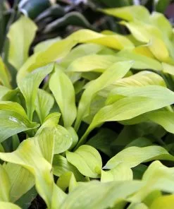 Future Forests More Hosta August Moon