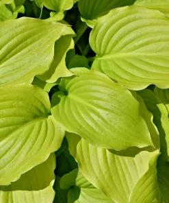 Future Forests More Hosta August Moon