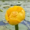 Future Forests Nuphar Lutea - Yellow Water Lily More