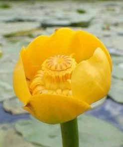Future Forests Nuphar Lutea - Yellow Water Lily More