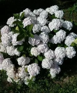 Future Forests Shrubs Hydrangea Macrophylla Bianco (Hbabia)