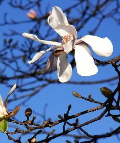 Future Forests Magnolia X Loebneri Merrill Trees