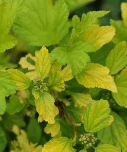 Future Forests Physocarpus Opulifolius Nugget Shrubs