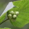 Future Forests Cobnut - Corylus Avellana Segorbe