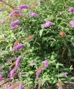 Future Forests Shrubs Buddleja Davidii Nanho Purple