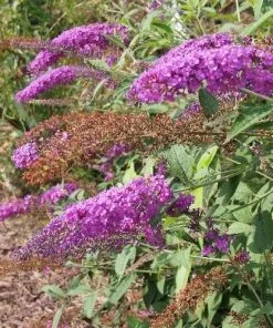 Future Forests Shrubs Buddleja Davidii Nanho Purple