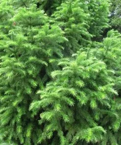 Future Forests Cunninghamia Lanceolata All Conifers 8 Future Forests Cunninghamia Lanceolata All Conifers