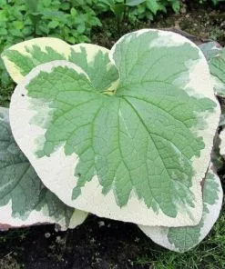 Future Forests Brunnera Macrophylla Dawson's White More