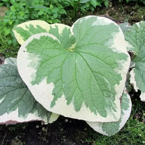 Future Forests Brunnera Macrophylla Dawson's White More 3 Future Forests Brunnera Macrophylla Dawson's White More