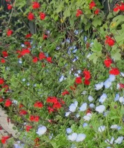 Future Forests More Salvia Greggii Royal Bumble