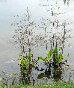 Future Forests Alisma Plantago-aquatica - Water Plantain All Waterplants & Marginals