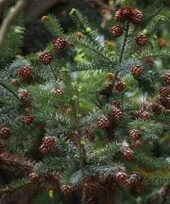 Future Forests Cunninghamia Lanceolata All Conifers