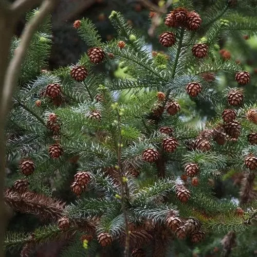 Future Forests Cunninghamia Lanceolata All Conifers 3 Future Forests Cunninghamia Lanceolata All Conifers