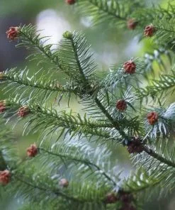 Future Forests Cunninghamia Lanceolata All Conifers 9 Future Forests Cunninghamia Lanceolata All Conifers