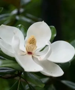 Future Forests Magnolia Fairy White®