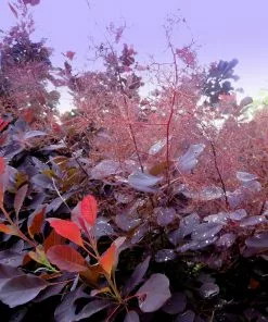 Future Forests Shrubs Cotinus Coggygria Dusky Maiden