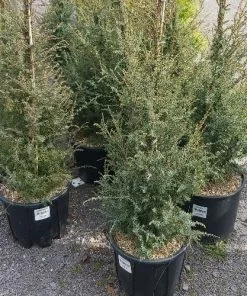 Future Forests Native Hedging Juniperus Communis Hibernica