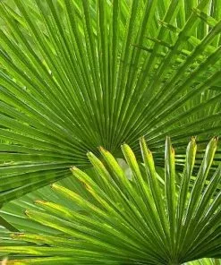 Future Forests Chamaerops Humilis Shrubs