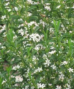 Future Forests Philotheca Myoporoides