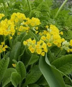 Future Forests Primula Veris Cabrillo