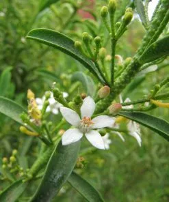 Future Forests Philotheca Myoporoides