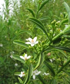 Future Forests Philotheca Myoporoides