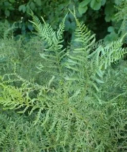 Future Forests Dryopteris Filix-mas Linearis Polydactyla
