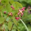 Future Forests Epimedium X Rubrum