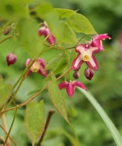 Future Forests Epimedium X Rubrum