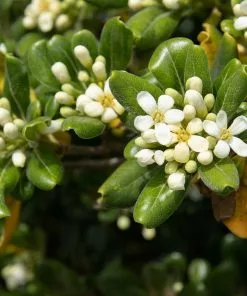 Future Forests Shrubs Pittosporum Tobira