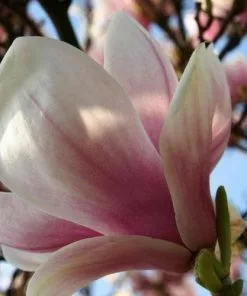 Future Forests Shrubs Magnolia Fairy Blush®