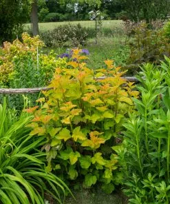 Future Forests Physocarpus Opulifolius Nugget Shrubs